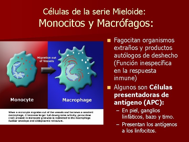 Células de la serie Mieloide: Monocitos y Macrófagos: Fagocitan organismos extraños y productos autólogos