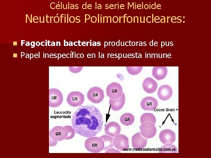 Células de la serie Mieloide Neutrófilos Polimorfonucleares: Fagocitan bacterias productoras de pus n Papel