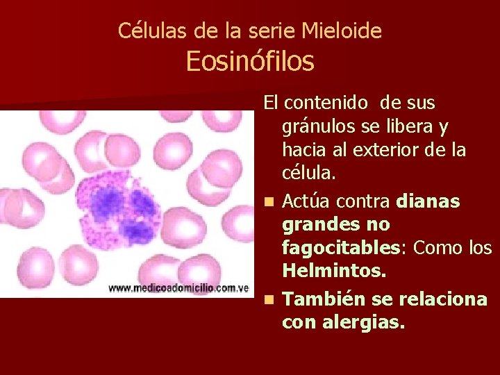 Células de la serie Mieloide Eosinófilos El contenido de sus gránulos se libera y