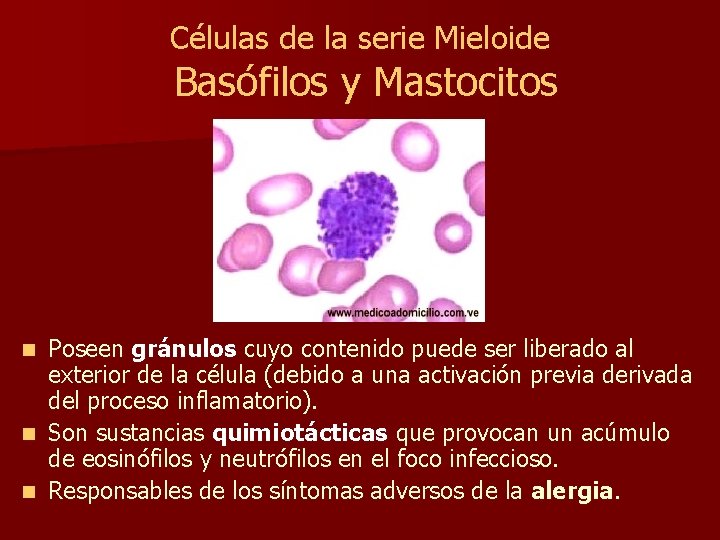 Células de la serie Mieloide Basófilos y Mastocitos Poseen gránulos cuyo contenido puede ser