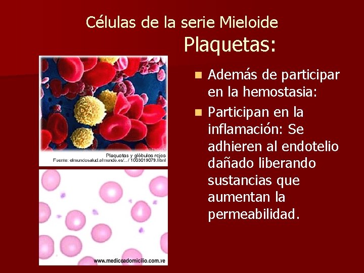 Células de la serie Mieloide Plaquetas: Además de participar en la hemostasia: n Participan