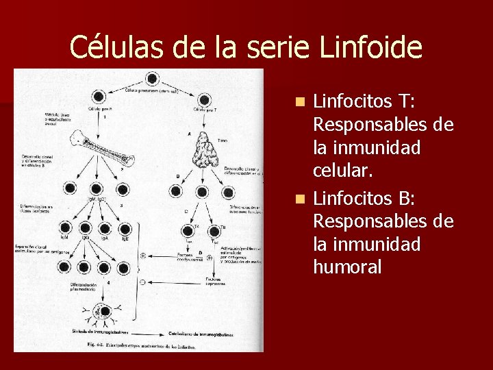 Células de la serie Linfoide Linfocitos T: Responsables de la inmunidad celular. n Linfocitos