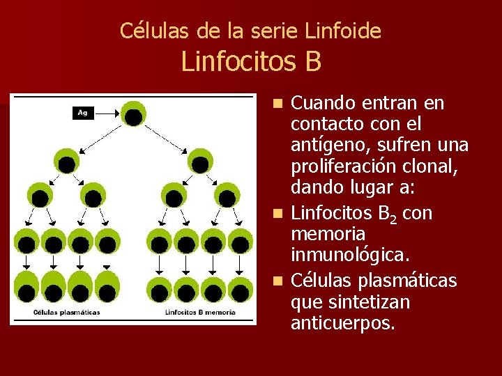 Células de la serie Linfoide Linfocitos B Cuando entran en contacto con el antígeno,