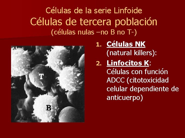 Células de la serie Linfoide Células de tercera población (células nulas –no B no