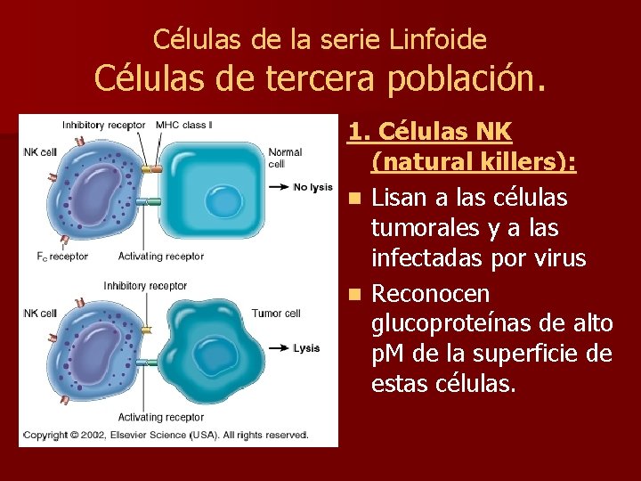 Células de la serie Linfoide Células de tercera población. 1. Células NK (natural killers):