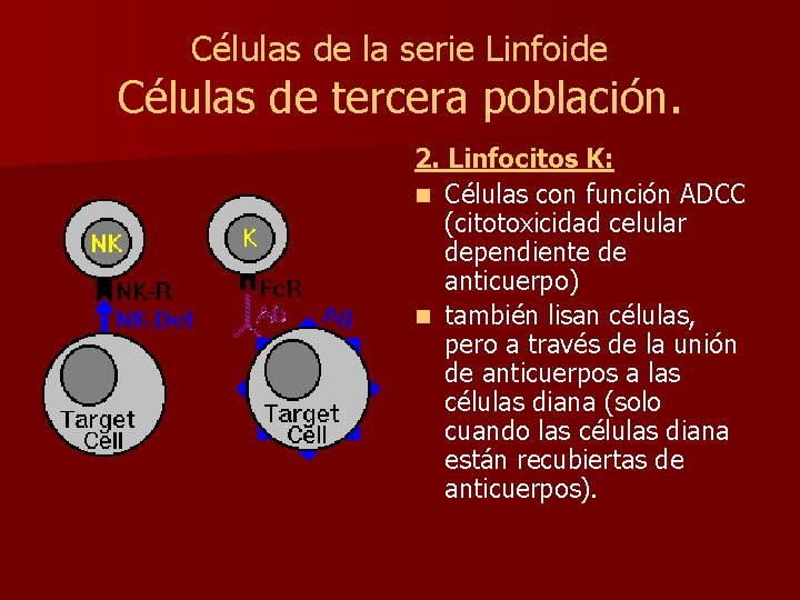 Células de la serie Linfoide Células de tercera población. 2. Linfocitos K: n Células