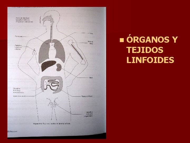 n ÓRGANOS Y TEJIDOS LINFOIDES 