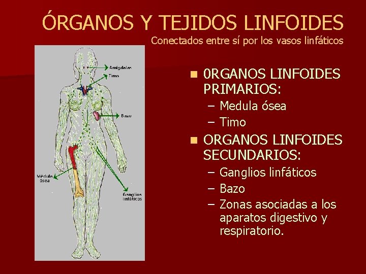 ÓRGANOS Y TEJIDOS LINFOIDES Conectados entre sí por los vasos linfáticos n 0 RGANOS