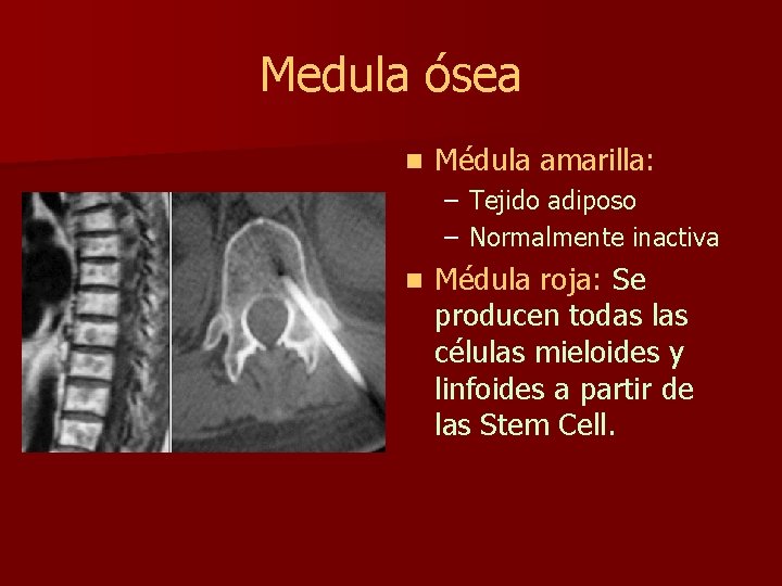 Medula ósea n Médula amarilla: – Tejido adiposo – Normalmente inactiva n Médula roja: