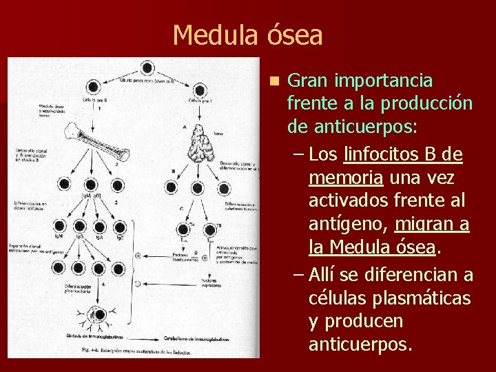 Medula ósea n Gran importancia frente a la producción de anticuerpos: – Los linfocitos