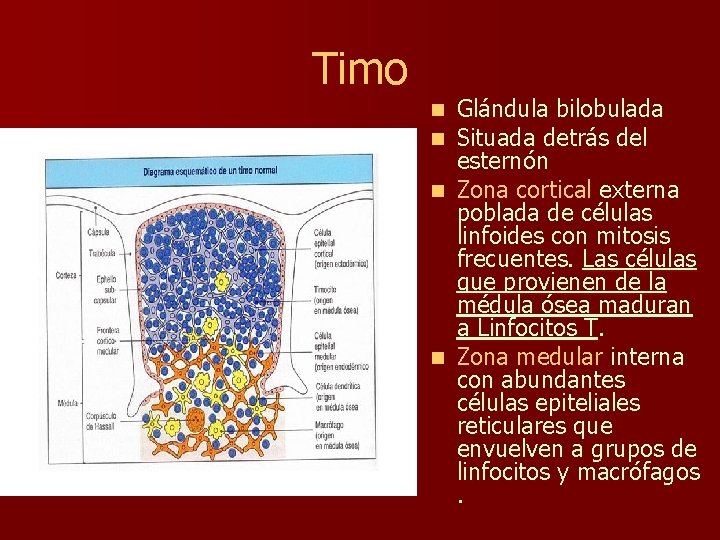 Timo Glándula bilobulada Situada detrás del esternón n Zona cortical externa poblada de células