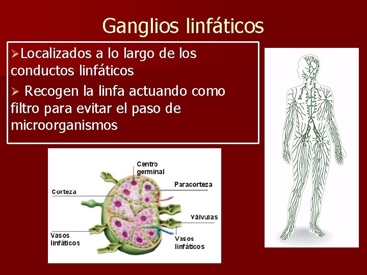 Ganglios linfáticos ØLocalizados a lo largo de los conductos linfáticos Ø Recogen la linfa