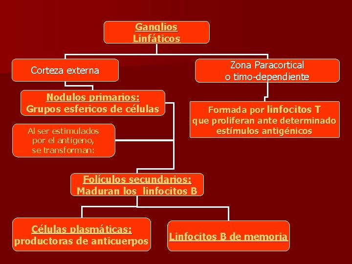 Ganglios Linfáticos Zona Paracortical o timo-dependiente Corteza externa Nodulos primarios: Grupos esfericos de células