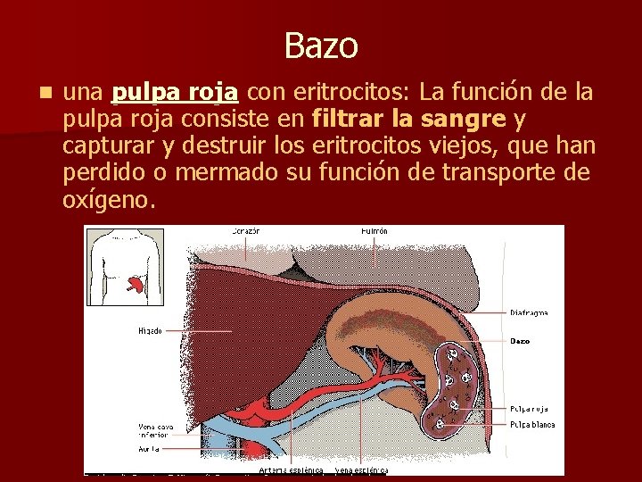 Bazo n una pulpa roja con eritrocitos: La función de la pulpa roja consiste