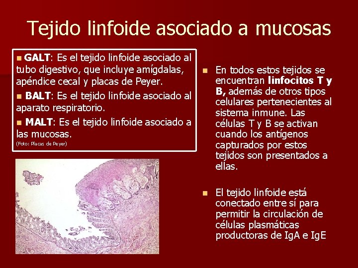 Tejido linfoide asociado a mucosas GALT: Es el tejido linfoide asociado al tubo digestivo,