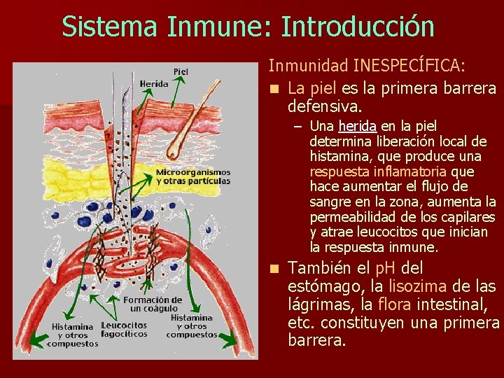 Sistema Inmune: Introducción Inmunidad INESPECÍFICA: n La piel es la primera barrera defensiva. –