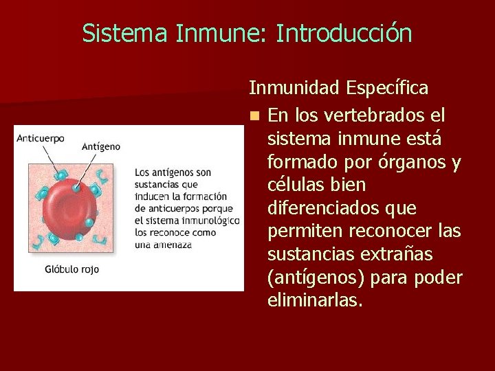 Sistema Inmune: Introducción Inmunidad Específica n En los vertebrados el sistema inmune está formado