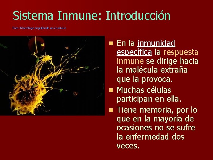 Sistema Inmune: Introducción Foto: Macrófago engullendo una bacteria En la inmunidad específica la respuesta