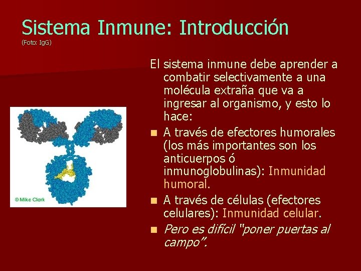 Sistema Inmune: Introducción (Foto: Ig. G) El sistema inmune debe aprender a combatir selectivamente