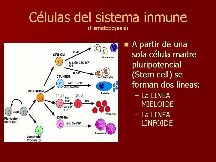 Células del sistema inmune (Hematopoyesis) n A partir de una sola célula madre pluripotencial