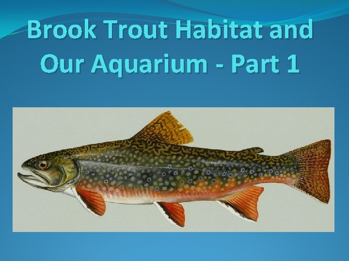 Brook Trout Habitat and Our Aquarium - Part 1 