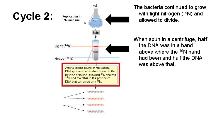 Cycle 2: The bacteria continued to grow with light nitrogen (14 N) and allowed Cycle 2: The bacteria continued to grow with light nitrogen (14 N) and allowed
