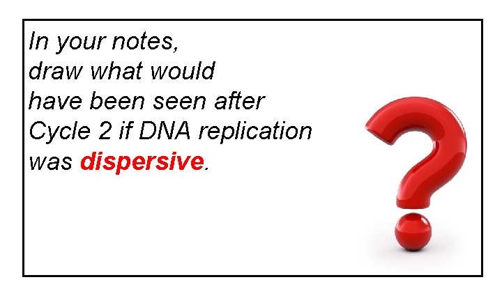 In your notes, draw what would have been seen after Cycle 2 if DNA In your notes, draw what would have been seen after Cycle 2 if DNA