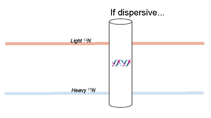 If dispersive. . . Light 14 N Heavy 15 N If dispersive. . . Light 14 N Heavy 15 N