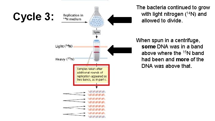 Cycle 3: The bacteria continued to grow with light nitrogen (14 N) and allowed Cycle 3: The bacteria continued to grow with light nitrogen (14 N) and allowed