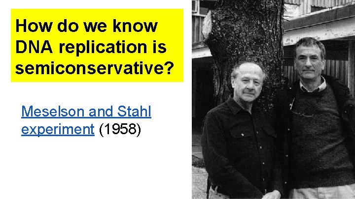 How do we know DNA replication is semiconservative? Meselson and Stahl experiment (1958) How do we know DNA replication is semiconservative? Meselson and Stahl experiment (1958)