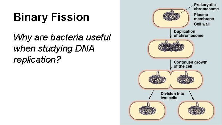 Binary Fission Why are bacteria useful when studying DNA replication? Binary Fission Why are bacteria useful when studying DNA replication?