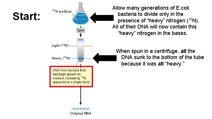 Start: Allow many generations of E. coli bacteria to divide only in the presence Start: Allow many generations of E. coli bacteria to divide only in the presence