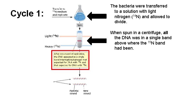 Cycle 1: The bacteria were transferred to a solution with light nitrogen (14 N) Cycle 1: The bacteria were transferred to a solution with light nitrogen (14 N)