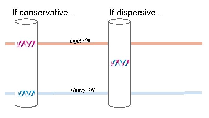 If conservative. . . Light 14 N Heavy 15 N If dispersive. . . If conservative. . . Light 14 N Heavy 15 N If dispersive. . .