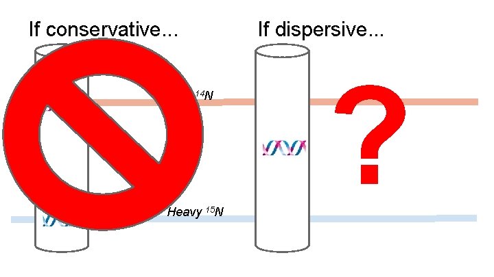 If conservative. . . Light 14 N Heavy 15 N If dispersive. . . If conservative. . . Light 14 N Heavy 15 N If dispersive. . .