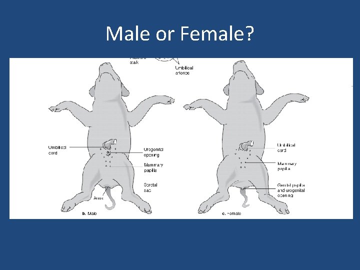 Verro Vertebrate Anatomy Labs The Fetal Pig and You