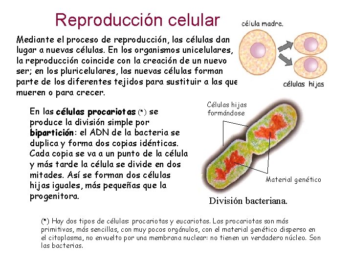 Reproducción celular Mediante el proceso de reproducción, las células dan lugar a nuevas células.