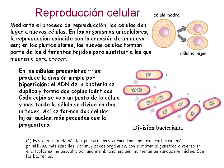 Reproducción celular Mediante el proceso de reproducción, las células dan lugar a nuevas células.