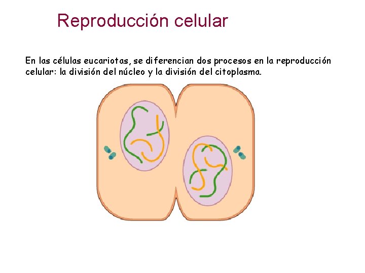 Reproducción celular En las células eucariotas, se diferencian dos procesos en la reproducción celular: