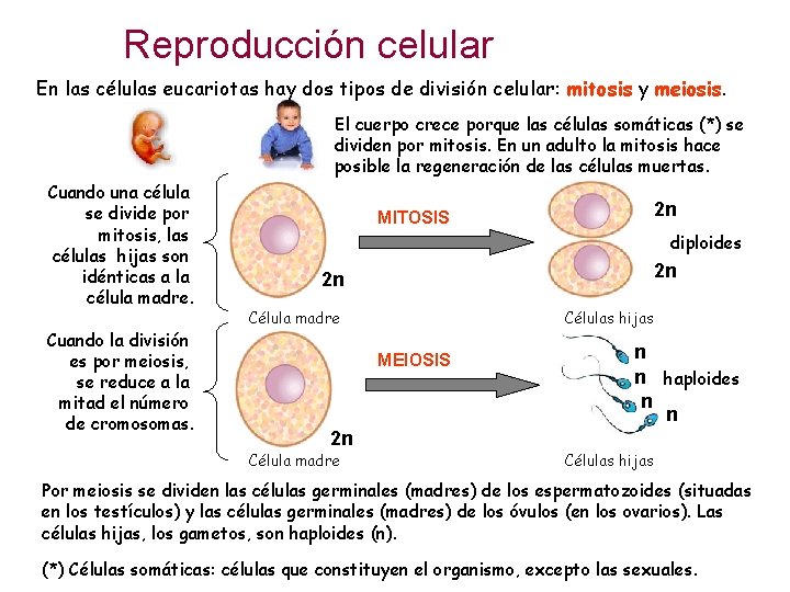 Reproducción celular En las células eucariotas hay dos tipos de división celular: mitosis y