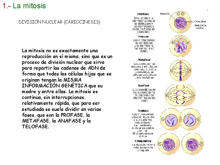 1. - La mitosis DIVISIÓN NUCLEAR (CARIOCINESIS) La mitosis no es exactamente una reproducción