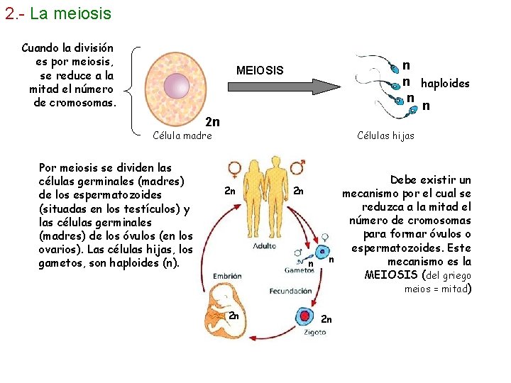 2. - La meiosis Cuando la división es por meiosis, se reduce a la