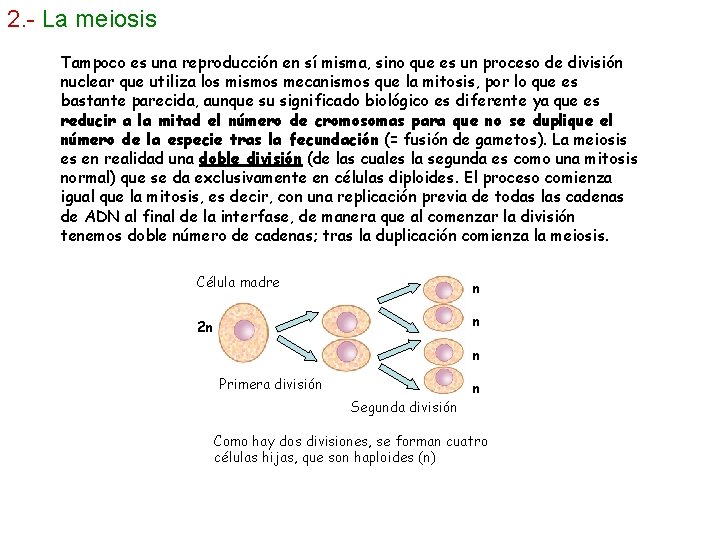 2. - La meiosis Tampoco es una reproducción en sí misma, sino que es