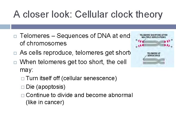 A closer look: Cellular clock theory Telomeres – Sequences of DNA at ends of A closer look: Cellular clock theory Telomeres – Sequences of DNA at ends of