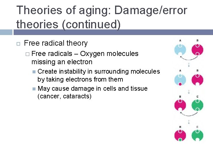 Theories of aging: Damage/error theories (continued) Free radical theory � Free radicals – Oxygen Theories of aging: Damage/error theories (continued) Free radical theory � Free radicals – Oxygen