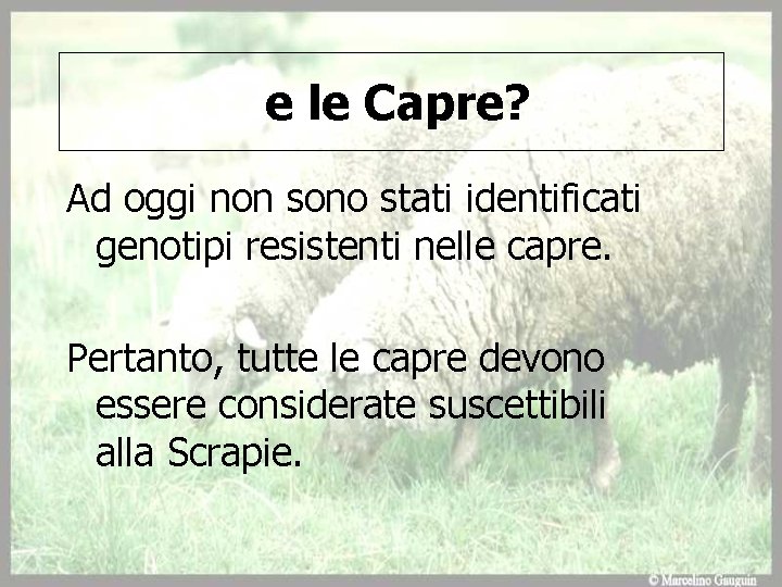 e le Capre? Ad oggi non sono stati identificati genotipi resistenti nelle capre. Pertanto,