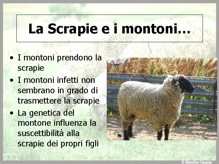 La Scrapie e i montoni… • I montoni prendono la scrapie • I montoni