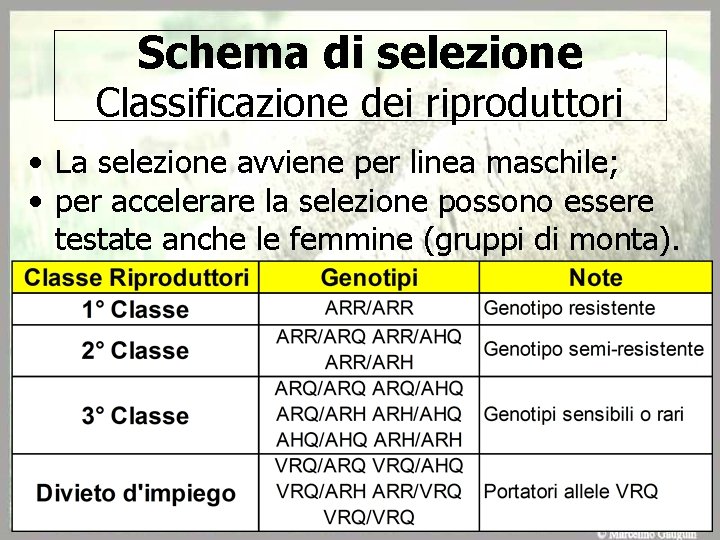 Schema di selezione Classificazione dei riproduttori • La selezione avviene per linea maschile; •