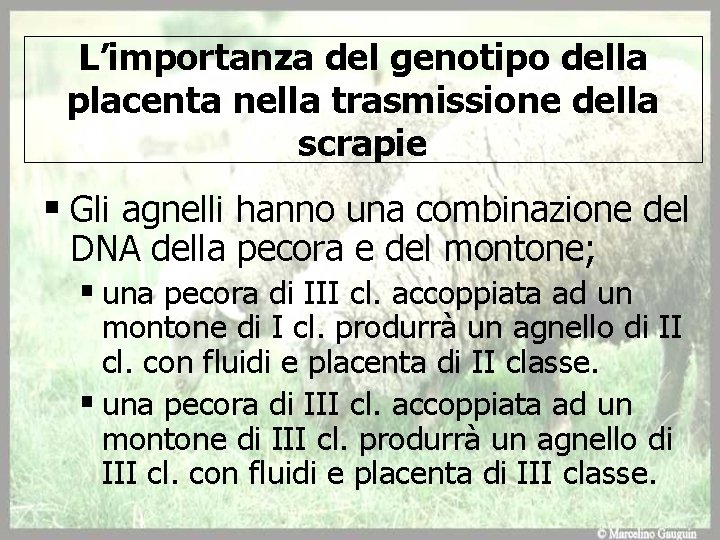 L’importanza del genotipo della placenta nella trasmissione della scrapie § Gli agnelli hanno una