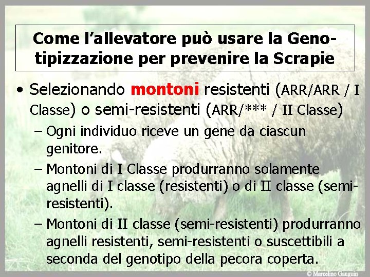 Come l’allevatore può usare la Genotipizzazione per prevenire la Scrapie • Selezionando montoni resistenti